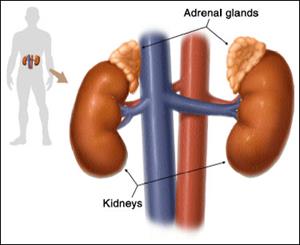 adrenal_gland_topic